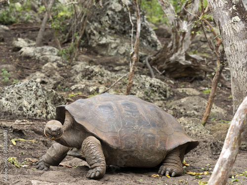 Galapagos Giant Tortoise, Chelonoidis chathamensis in the stony terrain of the center, Centro de Crianza de Tortugas, San Cristobal, Glapagos, Ecuador