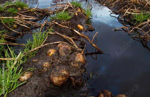 Billede på lærred Agricultural loss: rotting potatoes on a wet and muddy potato field