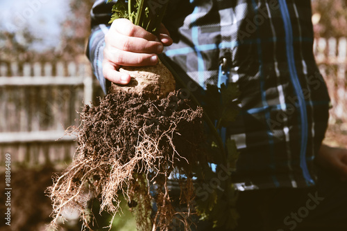 Child's hands holding fresh bunch of celery
