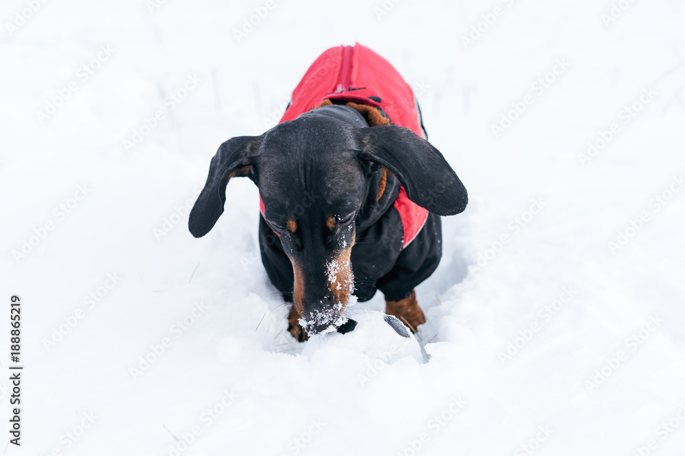 beautiful dog of the breed of dachshund, black and tan, in a red sweater playing with a ball on a snow