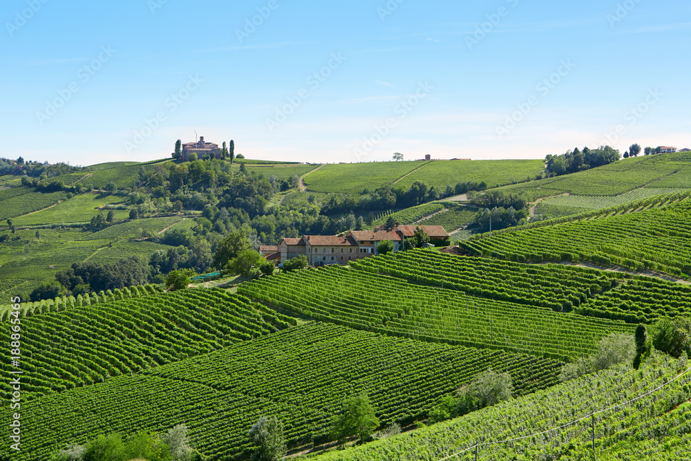 Green vineyards in a sunny day in the Italian country, blue sky