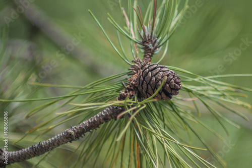 Close up of pine cone and needles
