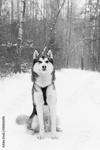 portrait of a dog in a winter forest. black and white photo