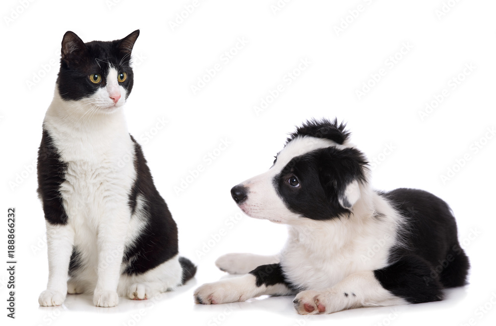 Hund und Katze isoliert auf weiß Hund und Katze isoliert auf weiß