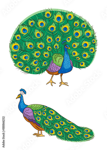 Bright peacock - vector illustration