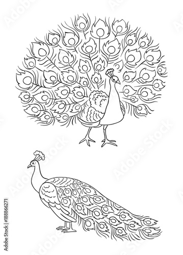 Peacock in outlines - vector illustration