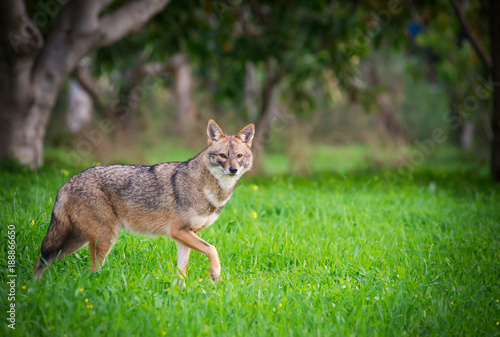 Black backed jackal staring towards the camera in the middle of national park of Israel
