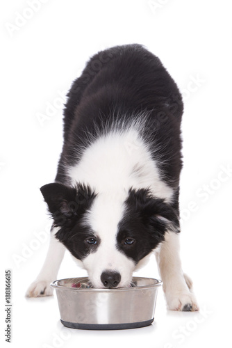 Fototapeta Naklejka Na Ścianę i Meble -  Fressender Welpe isoliert auf weißem Grund