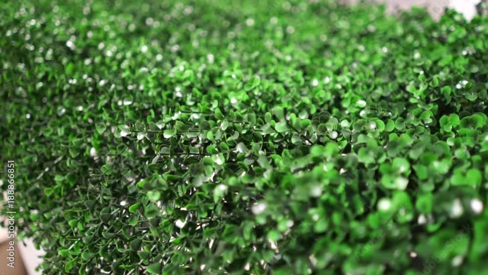 artificial shrub. Green grass wall, eco and modern artificial shrub. Green grass wall, eco and modern