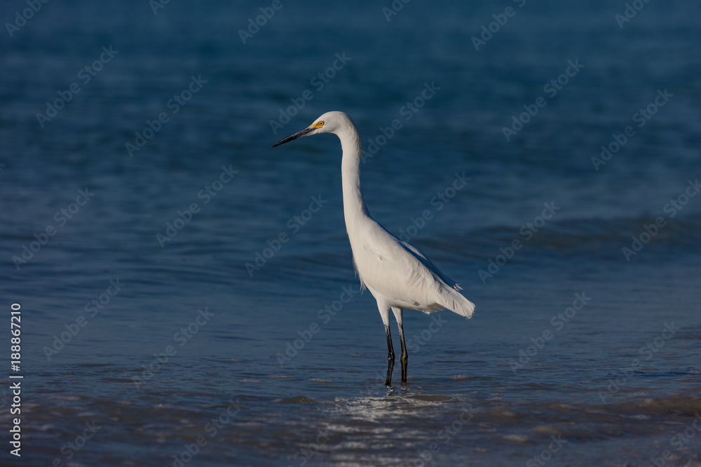 Snowy Egret, Egretta thula, standing in water, portrait from site Snowy Egret, Egretta thula, standing in water, portrait from site