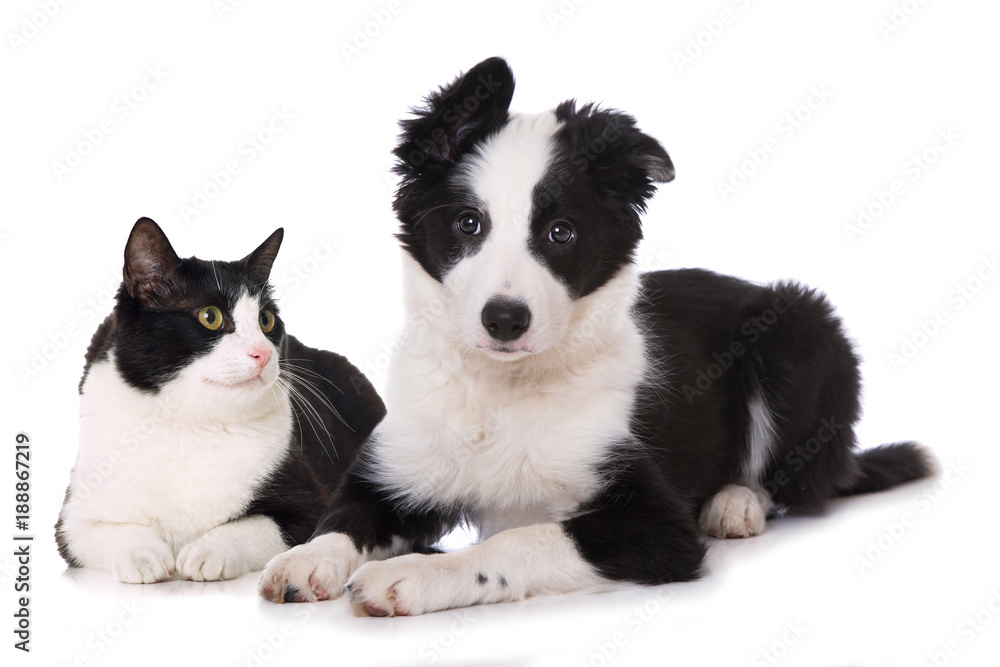 Hund und Katze isoliert auf weiß