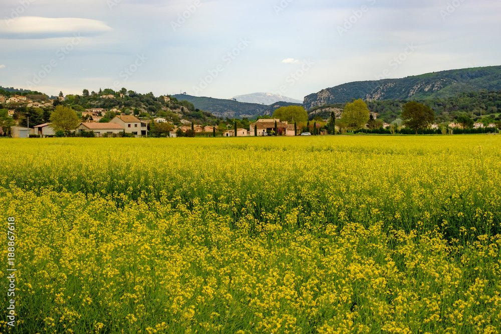 Champ de colza en fleurs.