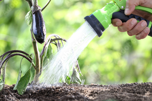 hand watering plants. eggplant in vegetable garden. close up