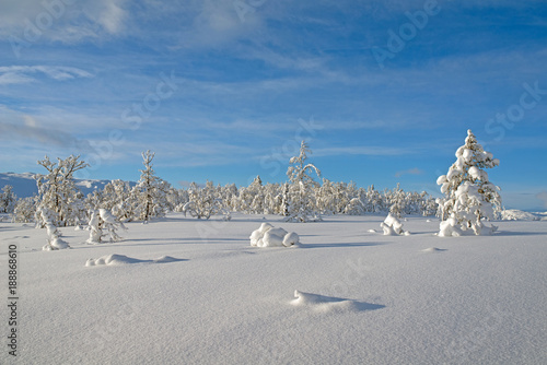 Untouched nature, telemark, norway photo