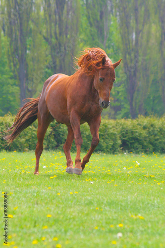the red stallion gallops