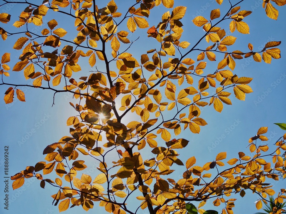 Beech Tree Beech Tree