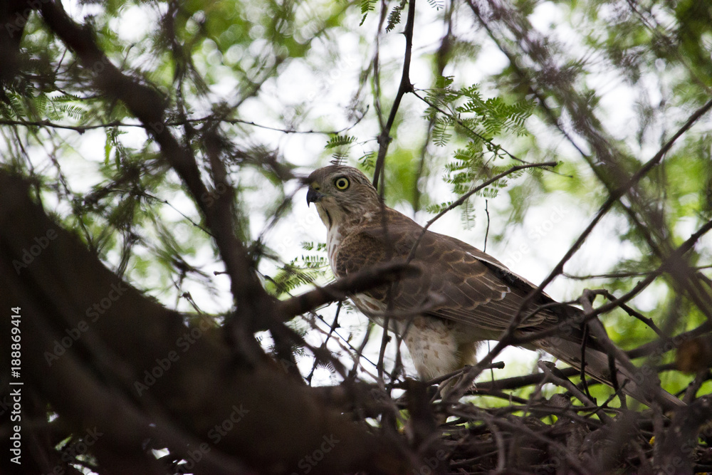 Fototapeta premium Bird of prey looking at the camera
