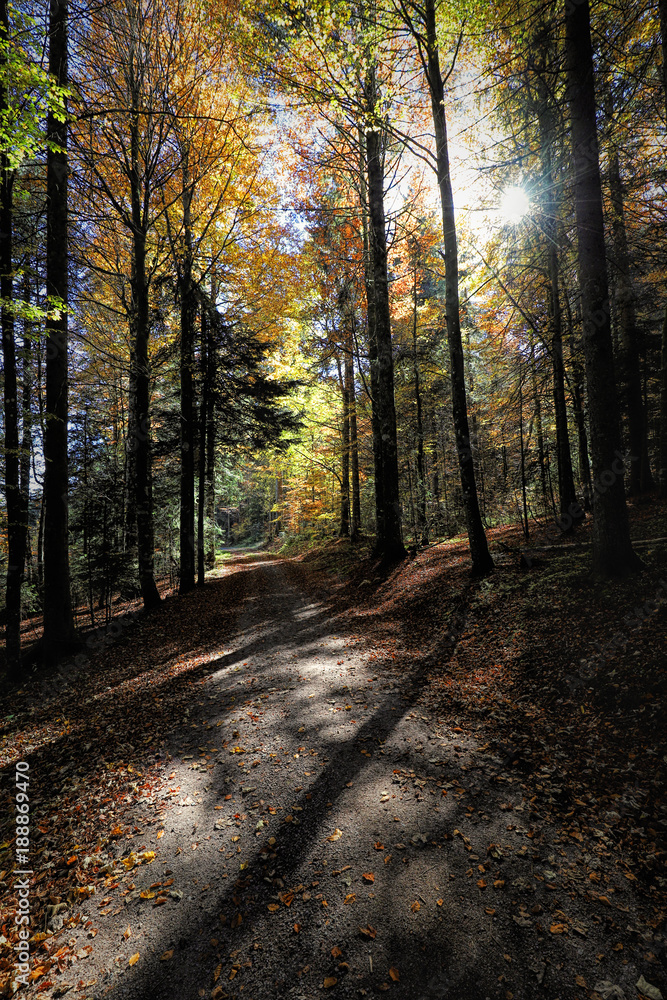 Lovely hiking path called 