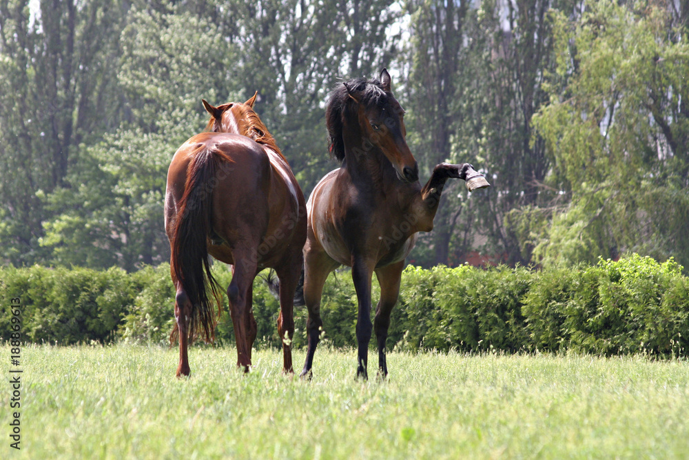 stallions find out the relationship stallions find out the relationship