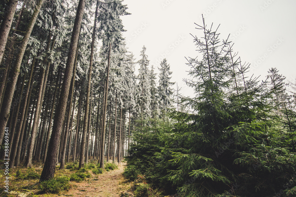 Naklejka premium weather in the forest undecided 