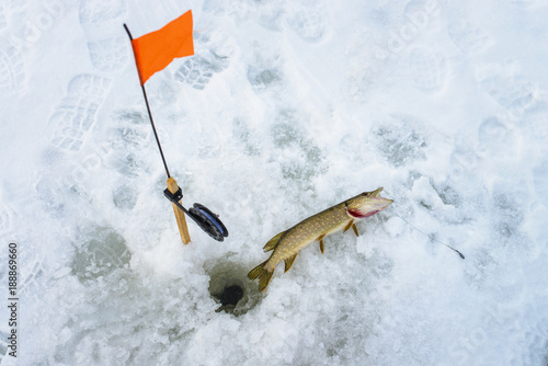 Just caught pike by tip-up tackle , snow winter fishing