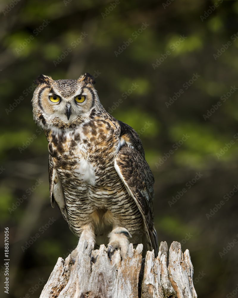 Obraz premium Great Horned Owl