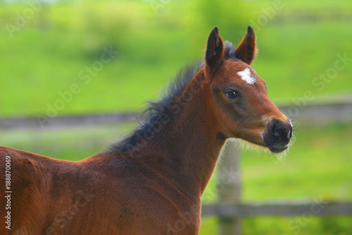 Bild auf Leinwand head of a foal
