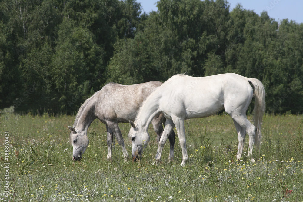 Thoroughbred Arabian horses graze Thoroughbred Arabian horses graze