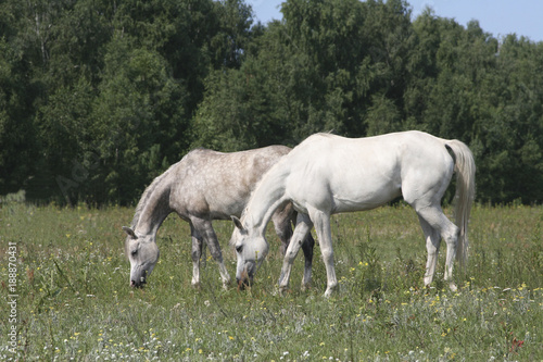 Thoroughbred Arabian horses graze