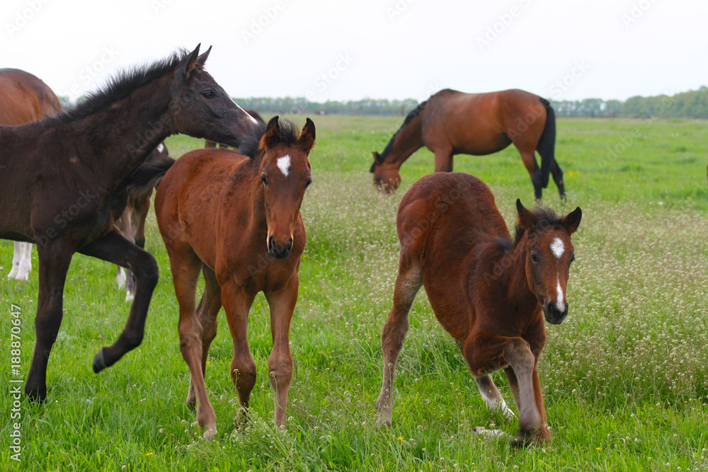 Fototapeta premium foals communicate