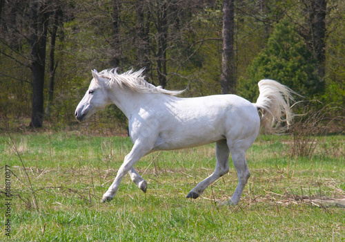 WHITE HORSE is galloping