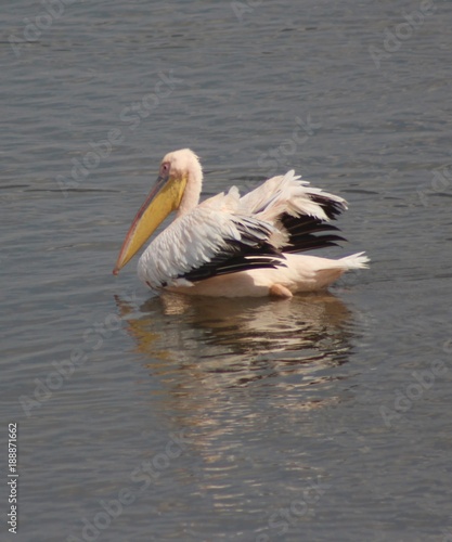 Pelican