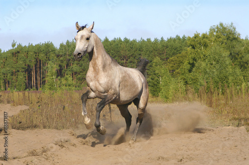 Thoroughbred Arabian Horse plays
