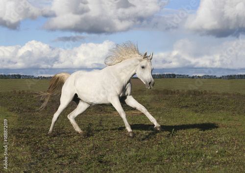 Thoroughbred Arabian Horse plays © Olena