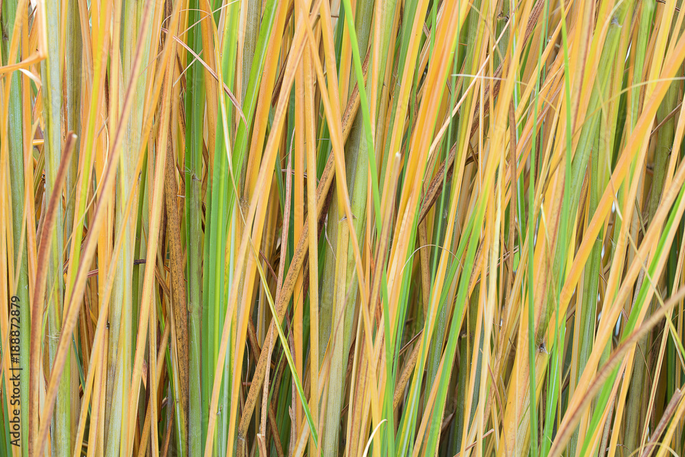 Reed stalks wallpaper. Grass straw background. Grass close up texture background. Reed stalks wallpaper. Grass straw background. Grass close up texture background.