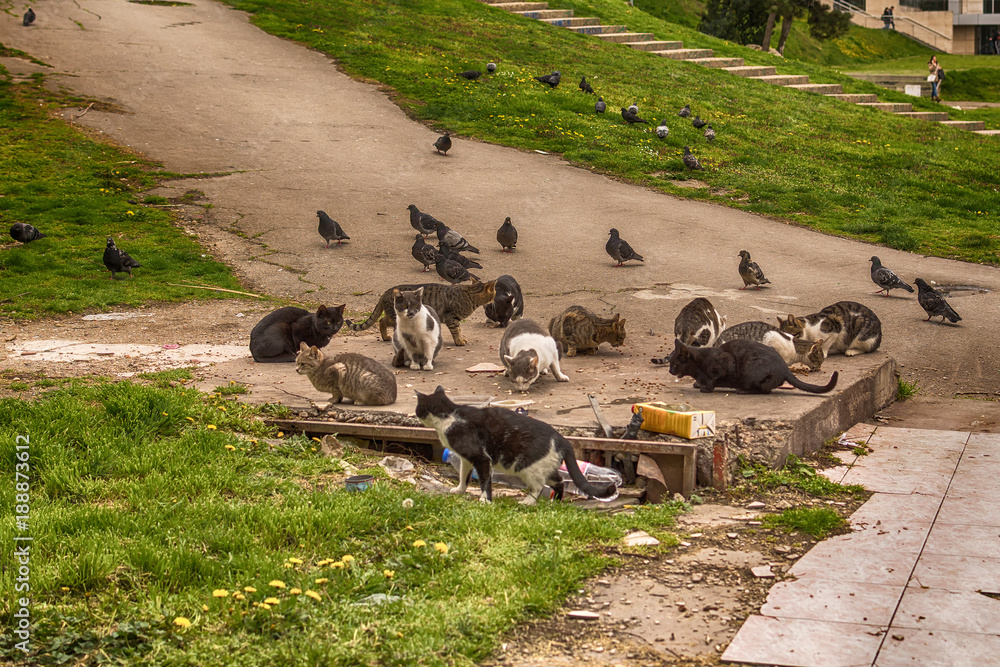 Fototapeta premium Belgrade, Serbia March 24, 2016: Abandoned cats are fed in the center of Belgrade