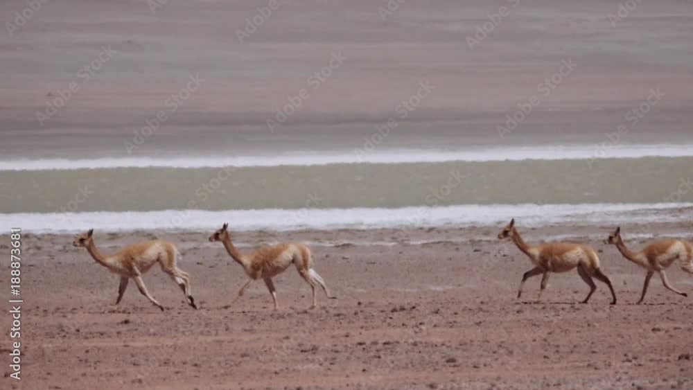 Herd of Guanacos escaping frightened in Andean highlands, Chile. Slow motion Herd of Guanacos escaping frightened in Andean highlands, Chile. Slow motion