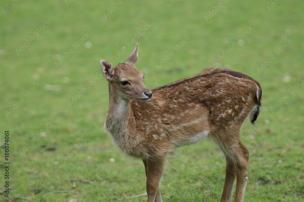 Bambi