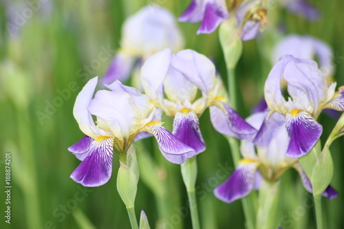 Fototapeta Naklejka Na Ścianę i Meble -  Iris