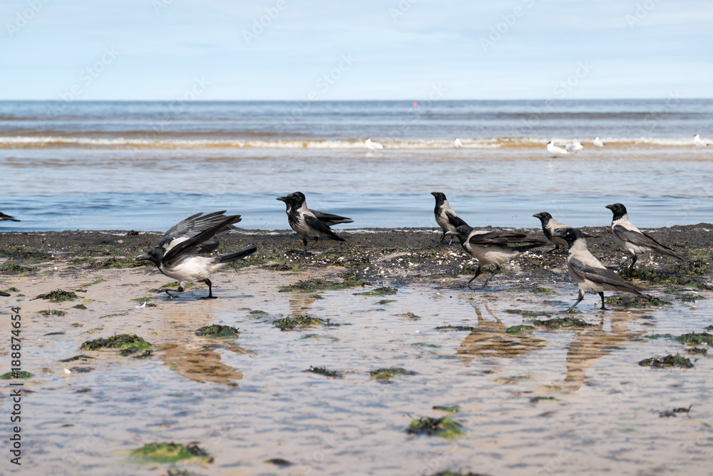 Fototapeta premium Crows on the beach