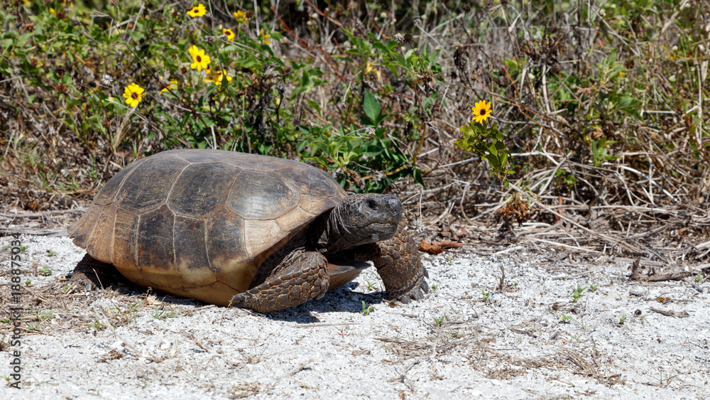 Fototapeta premium Żółw, Gopherus polyphemus spacerujący w słońcu, wyspa Sanibel, Floryda, USA