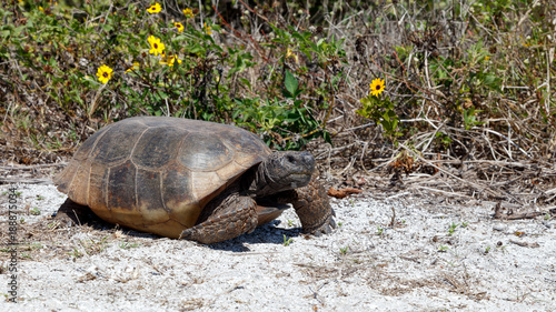 Turtle, gopher tortoise (Gopherus polyphemus) walking in the sun, Sanibel Island, Florida, USA