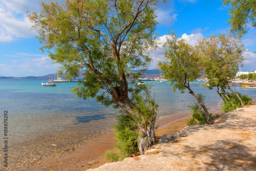 Green pine trees and crystal clear turquoise sea water of a beach in Adamas on Milos island Green pine trees and crystal clear turquoise sea water of a beach in Adamas on Milos island