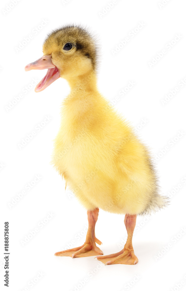 one yellow duckling