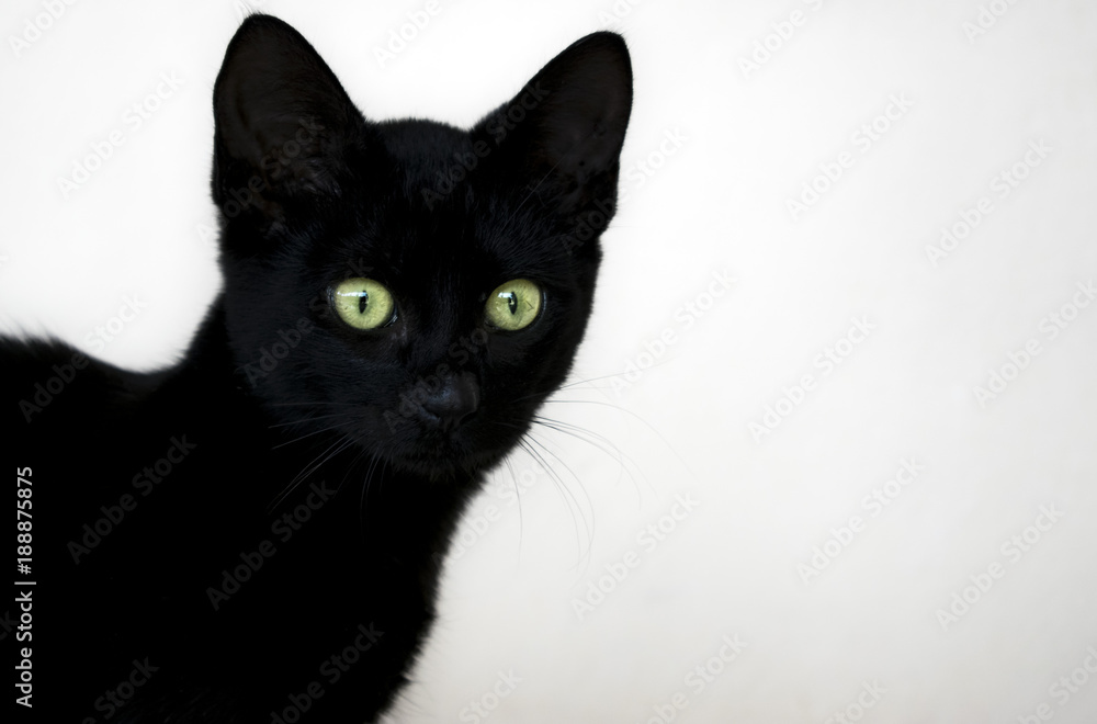 Pure black cat with deep green eyes on a white background