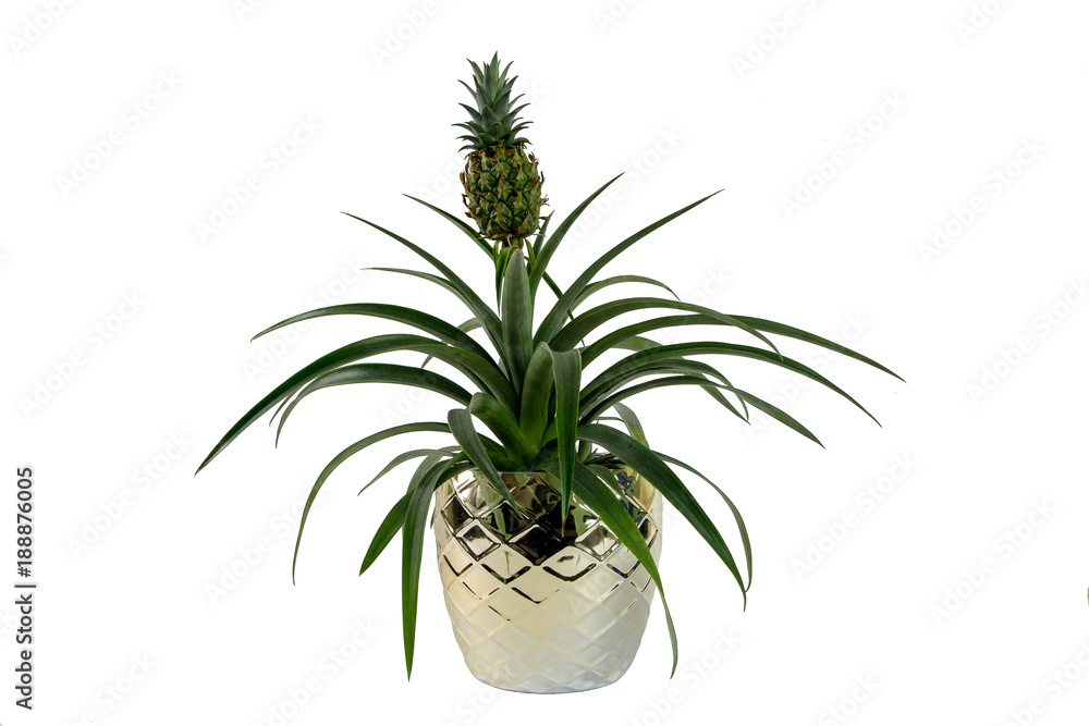 Ornamental Pineapple Plant Ornamental Pineapple Plant