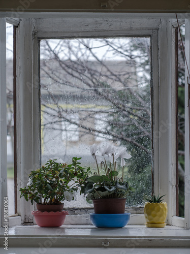 Flowers in the old  rustic window. Raining outside. Winter time.