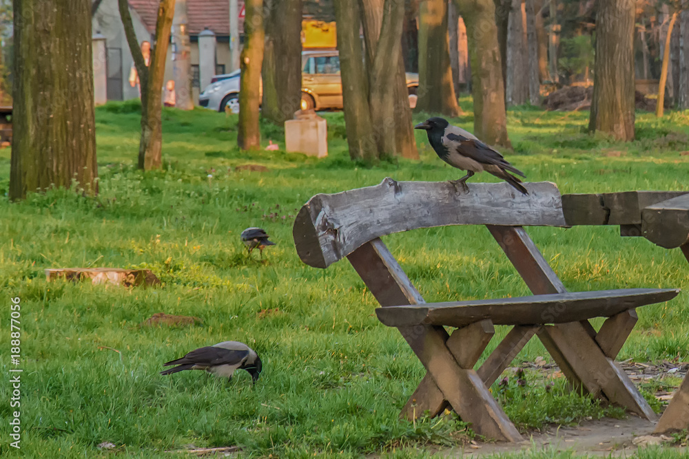 Naklejka premium Raven in a park on a wooden bench