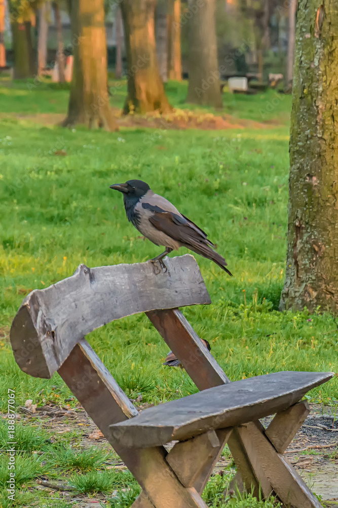 Naklejka premium Raven in a park on a wooden bench
