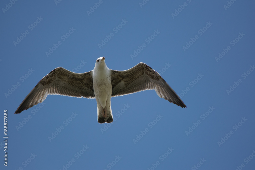 Obraz premium bird